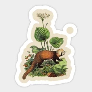 RED PANDA Illustration Sticker